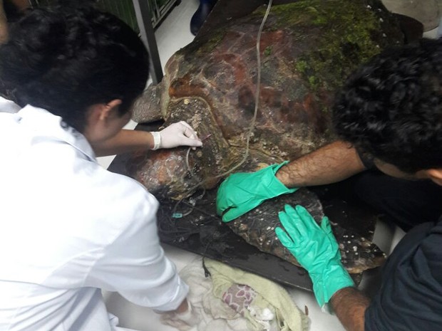 Biólgos cuidam da tartaruga bicuda encontrada em Itanhaém  (Foto: Divulgação/Gremar)