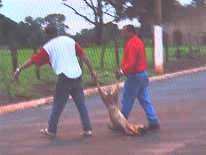 Cadela foi arrastada e jogada em terreno, onde foi encontrada agonizando (Foto: Chico Escolano/EPTV)