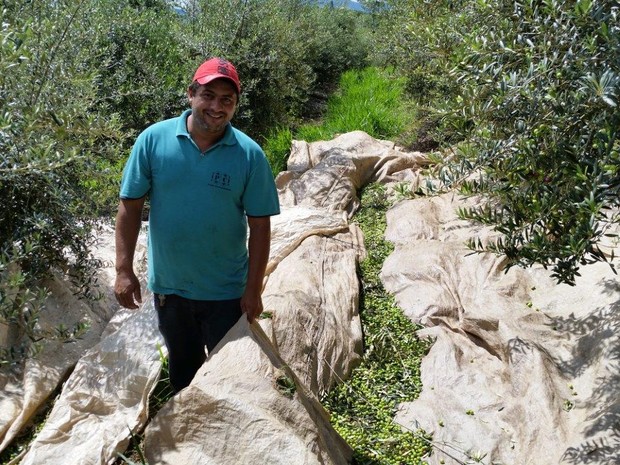 Propriedade em Caldas tem 5 mil pés de azeitonas para produção de azeite (Foto: Jéssica Balbino / G1)