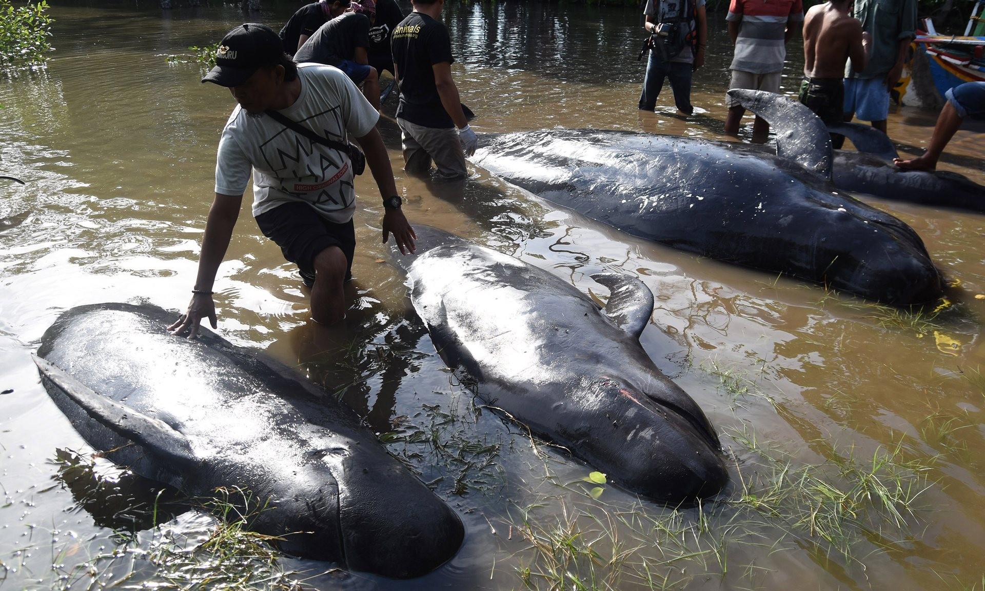 Oito baleias-piloto morreram encalhadas no manguezal (Foto: Reprodução/The Guardian)