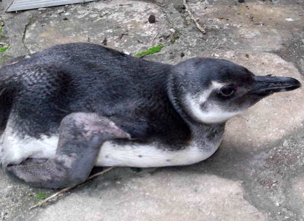 Pinguim é encontrado no extremo sul do litoral baiano (Foto: Leilio Maximon/ Secretaria de Meio Ambiente de Mucuri)