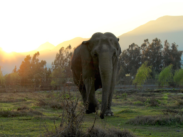 Ramba tem aproximadamente 50 anos e foi resgatada de circo no Chile (Foto: Global Sanctuary for Elephants/Divulgação)