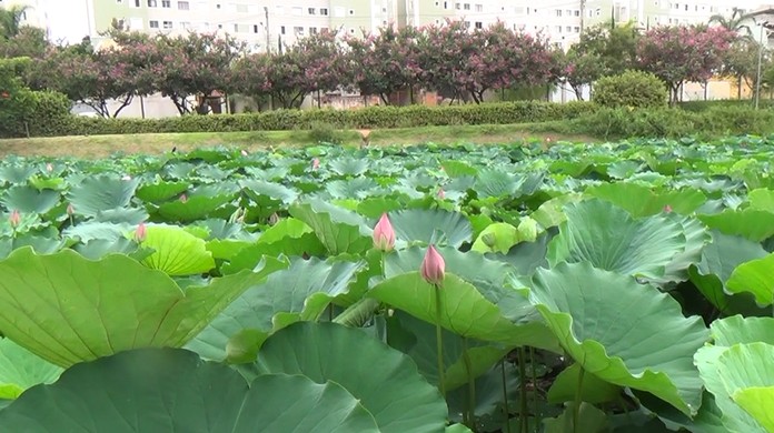 Flor De Lotus Floresce No Parque Das Aguas Em Campinas Veja Fotos Campinas E Regiao G1