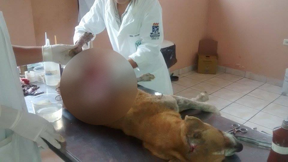 Cachorro teve 40% do corpo queimado (Foto: Divulgação/ Gerência de Proteção dos Animais)