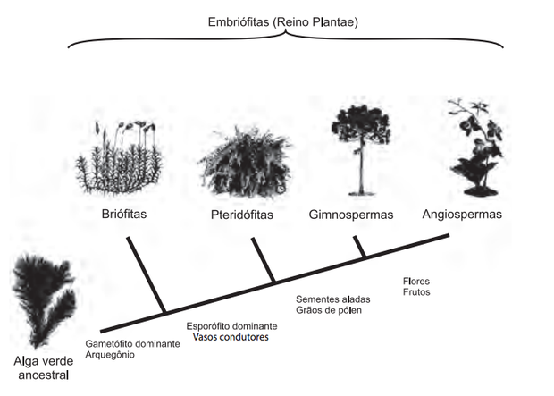 Resultado de imagem para (ENEM 2012 1Âª APLICAÃÃO) A imagem representa o processo de evoluÃ§Ã£o das plantas e algumas de suas estruturas. Para o sucesso desse processo, a partir de um ancestral simples, os diferentes grupos vegetais desenvolveram estruturas adaptativas que lhes permitiram sobreviver em diferentes ambientes.