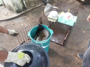 Animal colocado de forma improvisada dentro de um balde (Fot Thiago Arcanjo/Proparnaiba.com)