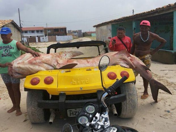 Tubarão-tigre com quase 4 metros é capturado por pescador em Sergipe Peixe33