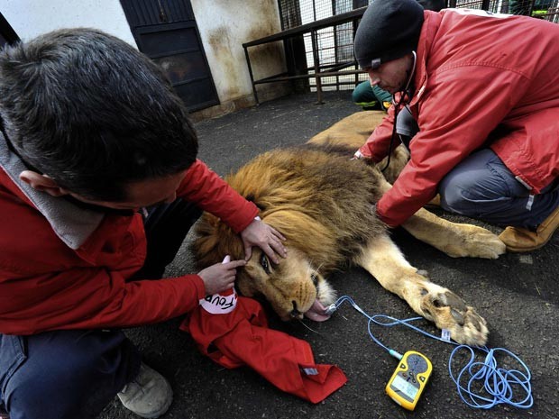 Leão Tarzan passou por cuidados veterinários antes de ser solto em santuário (Foto: Reuters/Mihai Vasile/Four Paws/Divulgação) Leão Tarzan passou por cuidados veterinários antes de ser solto em santuário (Foto: Reuters/Mihai Vasile/Four Paws/Divulgação)