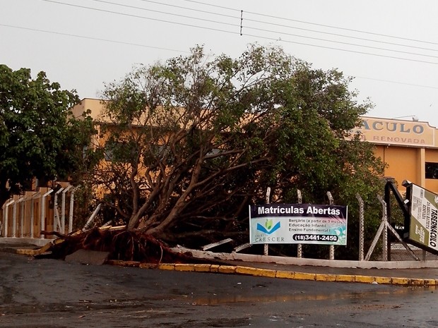 Chuva em Araçatuba derrubou árvores (Foto: Rui Dias / Aplicativo TEM Você) Chuva em Araçatuba derrubou árvores (Foto: Rui Dias / Aplicativo TEM Você)