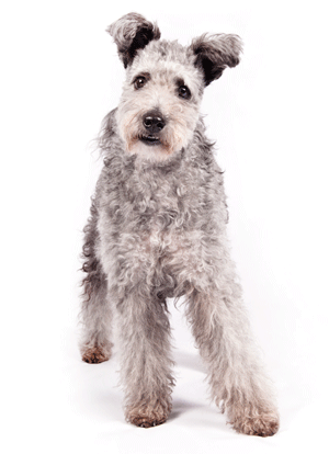 Pumi em foto divulgada pelo American Kennel Club. (Foto: Thomas Pitera/The American Kennel Club via AP)