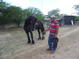 Segundo adestrador, cavalo holandês está avaliado em R$ 200 mil (Foto: Jaqueline Almeida/ G1)