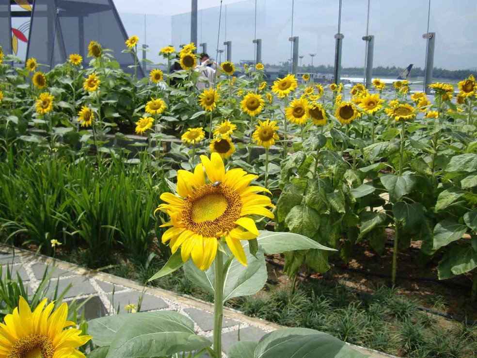 Jardim de girass&oacute;is no aeroporto de Changi, na Cingapura (Foto: Changi Airport Group/Divulga&ccedil;&atilde;o)