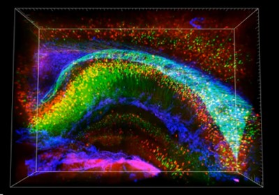 Imagem em 3D do hipocampo mostra diferentes tipos de neurônios (em verde e vermelho) e astrócito (em azul), células de sustentam os neurônios (Foto: Reprodução/Stanford University)