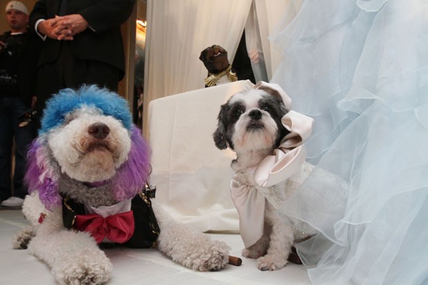 Os 'noivos', Chilly Pasternak (o Poodle, à esquerda) e Baby Hope Diamond (uma Coton de Tulear), sentam juntos após a cerimônia em Nova York (Foto: Tina Fineberg/AP)