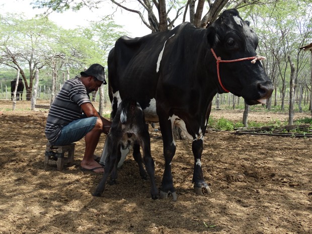 Guy Tenório, produtor rural em Pedra, no município de Venturosa, em Pernambuco (Foto: Jael Soares/G1)