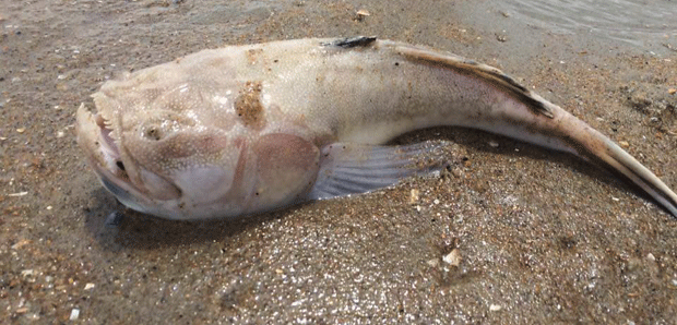 O Astroscopus guttatus (Foto: East Coast Surfing Championships/Ashley Raper Starr/Facebook)