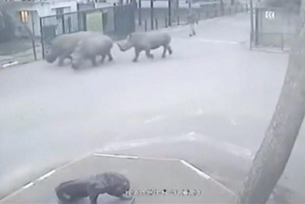 Porteiro que cochilou, deixando rinocerontes fugirem, foi demitido (Foto: BBC)