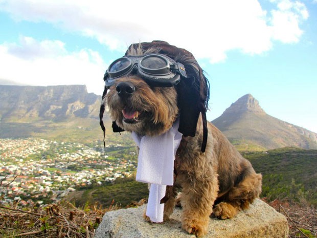 Oscar, o cachorro viajante, na África do Sul (Foto: Reprodução/Facebook)