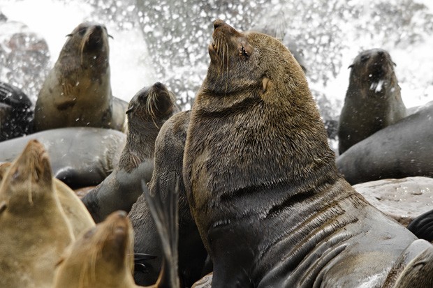 Um pesado macho, rodeado de suas fêmeas, descansa em uma pedra em Cape Cross.  (Foto: © Haroldo Castro/ÉPOCA)