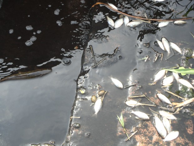 Morador registra peixes mortos em Tietê (SP) (Foto: Arquivo Pessoal / Jorge Cesar)
