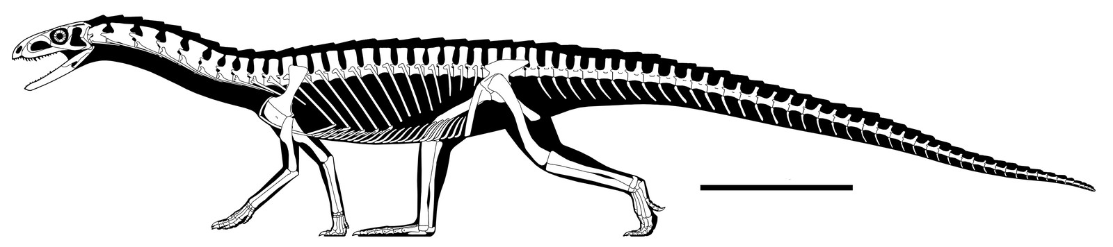 Desenho de como é a estrutura óssea do Teleocrater rhadinus  (Foto: Natural History Museum, London, artwork by Mark Witton)