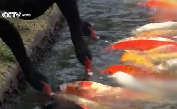 Vando de cisnes foi filmado alimentando cardume de peixes na China (Foto: Reprodução/YouTube/CCTV News )