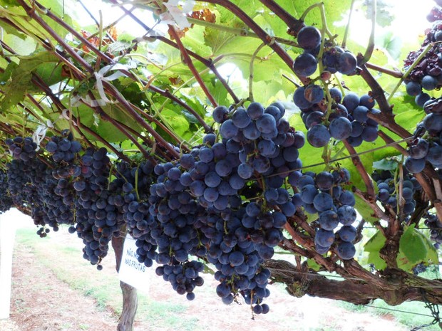 Estão em exposição nove variedades de uva tanto para o consumo como para a produção de suco e vinho (Foto: Cassiane Seghatti/G1)
