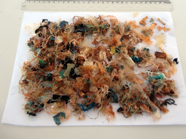 Cerca de 100 gramas de lixo foram encontrados no estômago da tartaruga (Foto: Antônio Dortozes/Divulgação)