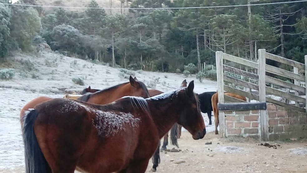 Geada em São José dos Ausentes na manhã desta quarta (Foto: Anápio Pereira/Arquivo Pessoal)