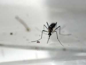 Aedes Aegypti (Foto: Marvin Recinos/AFP)
