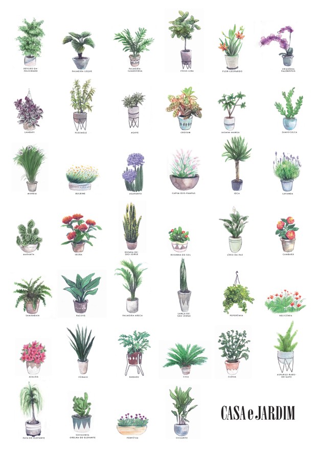 afijo Arriesgado Lo anterior Pôster com 40 espécies de plantas para imprimir - Casa e Jardim | Paisagismo