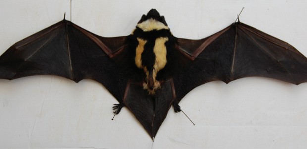 Morcego da espécie 'Niumbaha superba' com as asas abertas (Foto: Divulgação/ZooKeys)