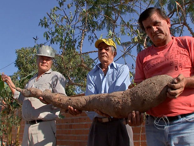 Mandioca de 15 kg e três metros foi colhida no quintal de casa (Foto: Reprodução/TVCA)