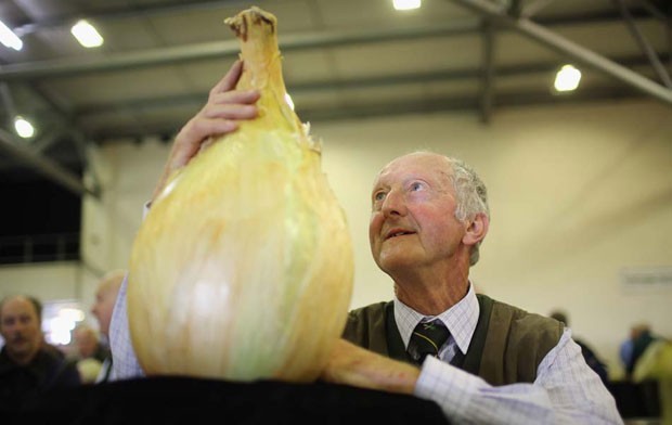 Em setembro deste ano, o produtor de vegetais gigantes Peter Glazebrook bateu o recorde mundial com uma cebola de 8,19 quilos, superando seu próprio recorde em quase 60 gramas. (Foto: Christopher Furlong/Getty Images)