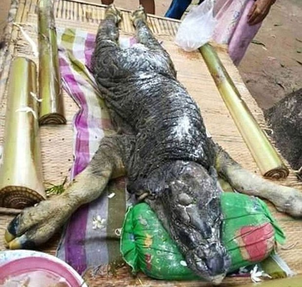 Filhote de búfalos nasceu com aparência de crocodilo na Tailândia (Foto: Reprodução/Twitter/Stifler)