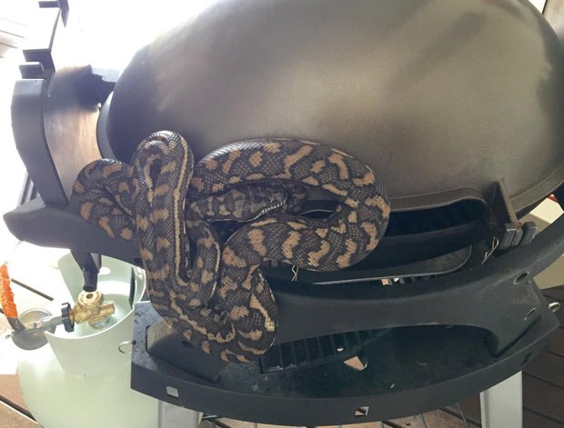 Australiana se deparou com cobra enorme enrolada em churrasqueira portátil (Foto: Reprodução/Facebook/Sunshine Coast Snake Catcher)
