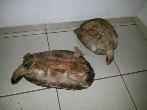 Tartarugas seriam mortas para consumo, segundo a polícia (Foto: Marcelo Silva de Souza/ Polícia Civil-MT)