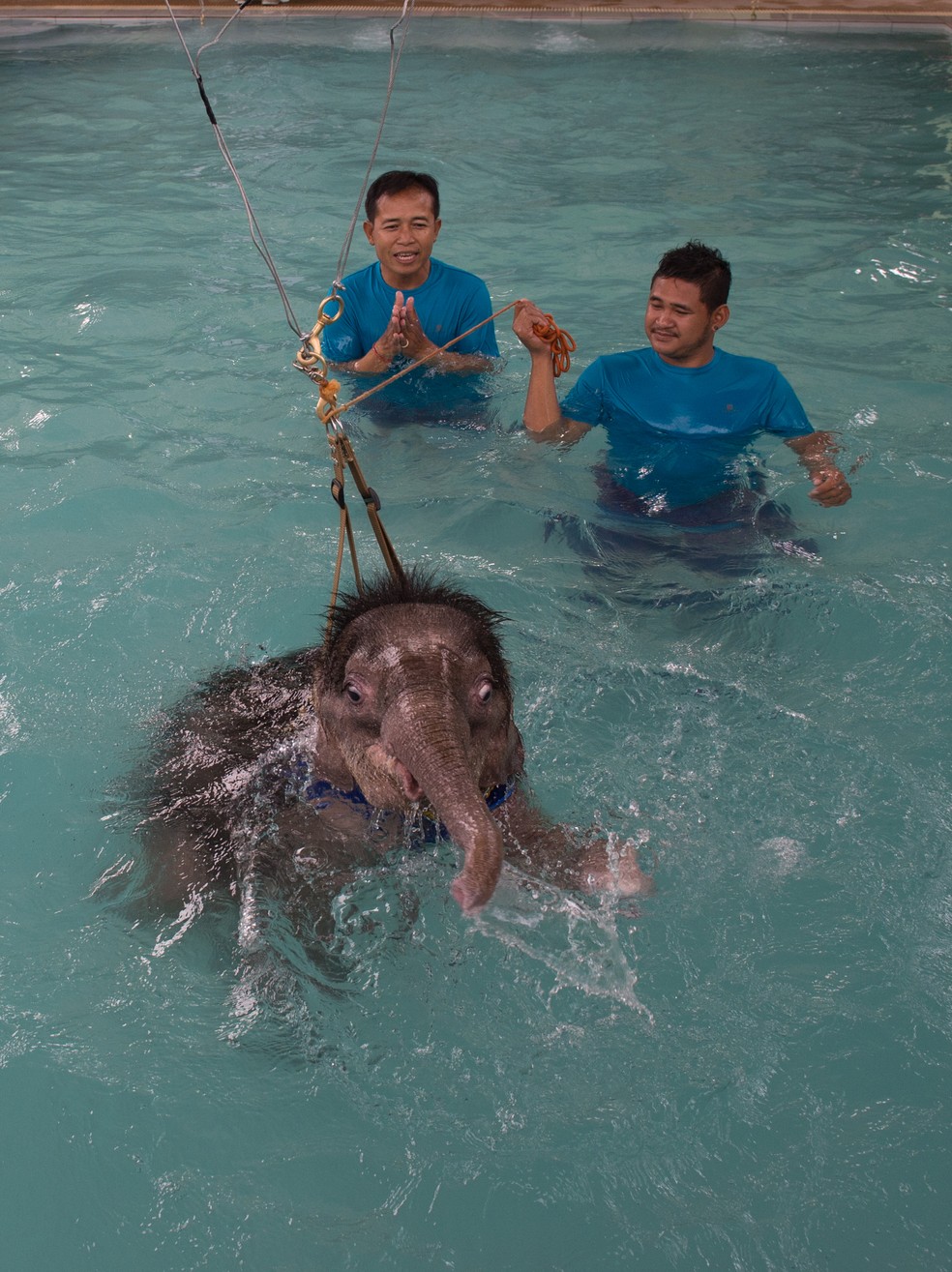 Bebê elefante é supervisionado durante sessão de hidroterapia em clínica veterinária (Foto: ROBERTO SCHMIDT / AFP)