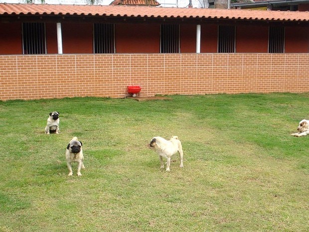 Hotel Cachorro Juiz de Fora (Foto: Dog Walker/Divulgação)