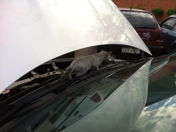 Motorista encontra gato dentro do capô do carro, na Via Dutra (Foto: Bruno Machado)