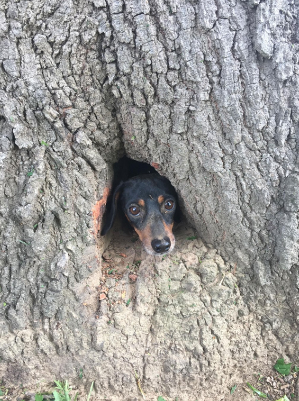 Bombeiros salvam cachorro que ficou preso em árvore nos EUA (Foto: Kentucky State Police)