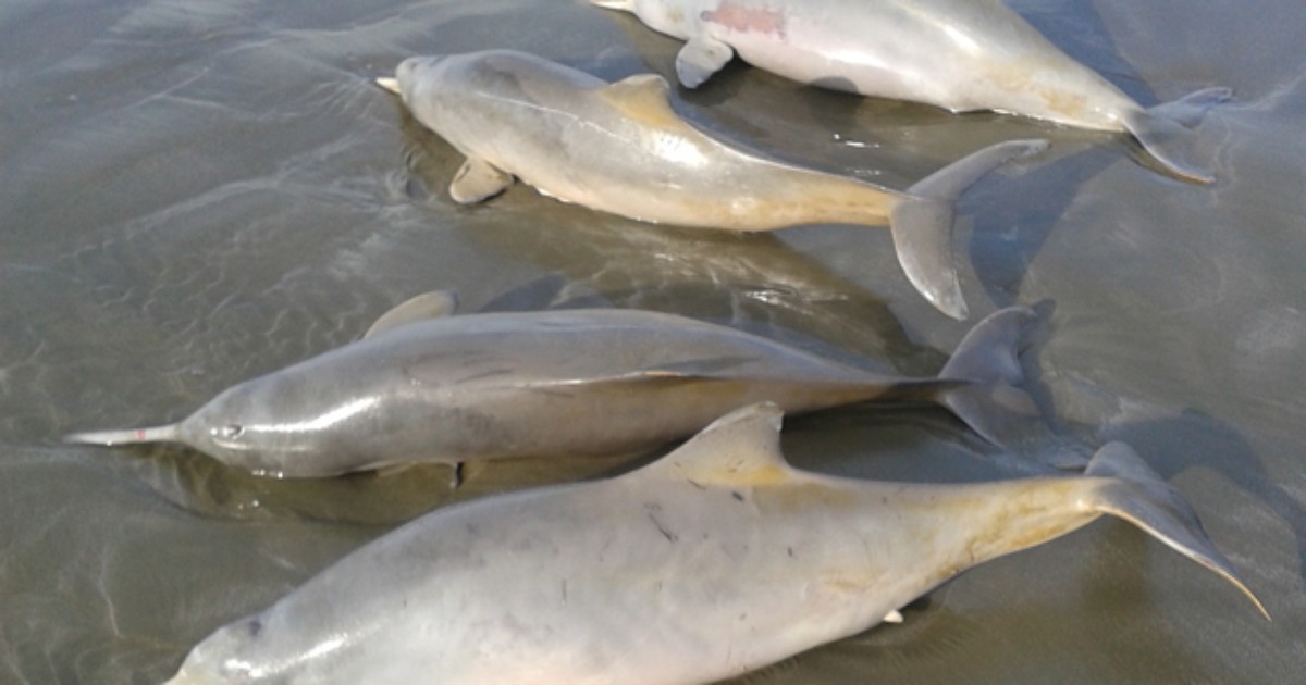 Banhistas encontram sete golfinhos mortos em praia de Peruíbe, SP - Globo.com