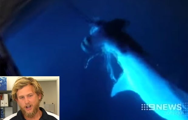 Aaron Moir foi alvo de críticas depois que saltou de barco em cima de tubarão-martelo (Foto: Reprodução/YouTube/9 News Perth)
