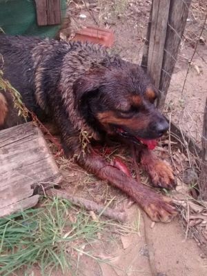 Cachorra foi encontrada bastante ferida (Foto: ONG Late Mia/ Divulgação )