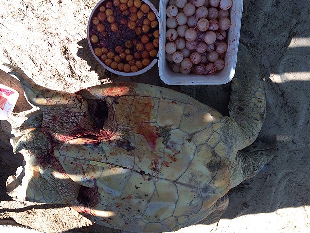 Ovos de tartaruga ferida em Porto Seguro, na Bahia, foram aproveitados (Foto: CETAS Porto Seguro /IBAMA)