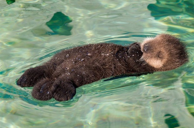 Flagra de lontra dormindo com pata na boca virou hit na web devido à 'overdose de fofura' (Foto: Divulgação/Monterey Bay Aquarium)