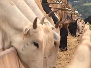 Confinamento de gado (Foto: Reprodução/TV Morena)