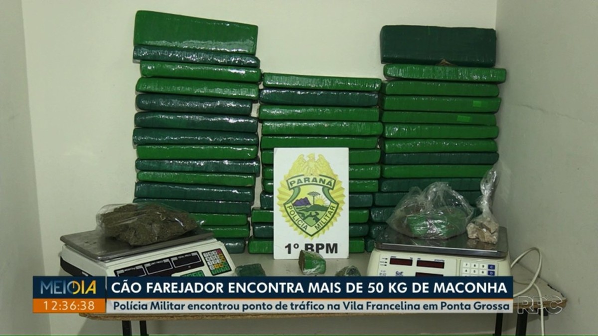 Cão farejador da PM encontra 52 kg de maconha em casa em Ponta Grossa