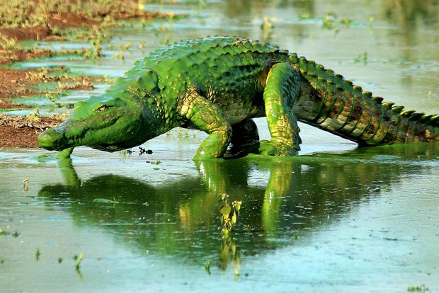 Crocodilo com escamas 'verde brilhante' ganha apelido de Hulk (Foto: Armand Grobler/Caters News/Grosby Group)