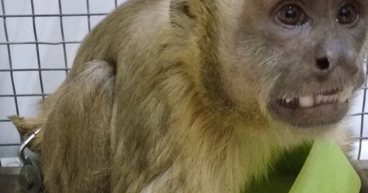 G1 Macaco Prego é Resgatado Após Ficar Quatro Anos Acorrentado Em Cativeiro Notícias Em 0751